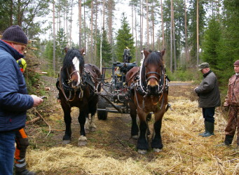 Eesti raskeveohobune ja Rootsi ardenn kõrvuti Soomes metsatöödel