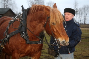 Eesti raskeveo hobune  Hämarik ja Vello Tamm